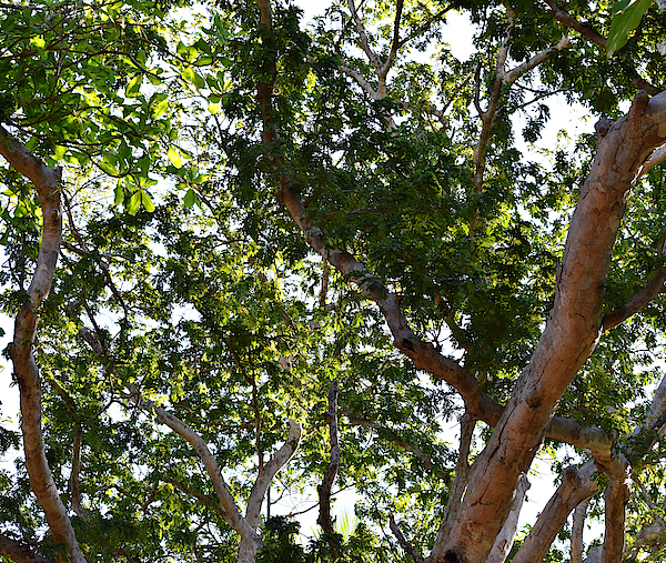 Photo 66 Tropical Trees by Lucie Dumas Photo 66 Tropical Trees by Lucie Dumas
