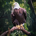 Photo 75 American Eagle