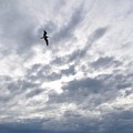 Photo 80 bird in sky